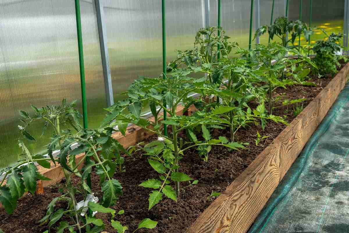 Humidity Required For Growing Tomatoes in Greenhouse