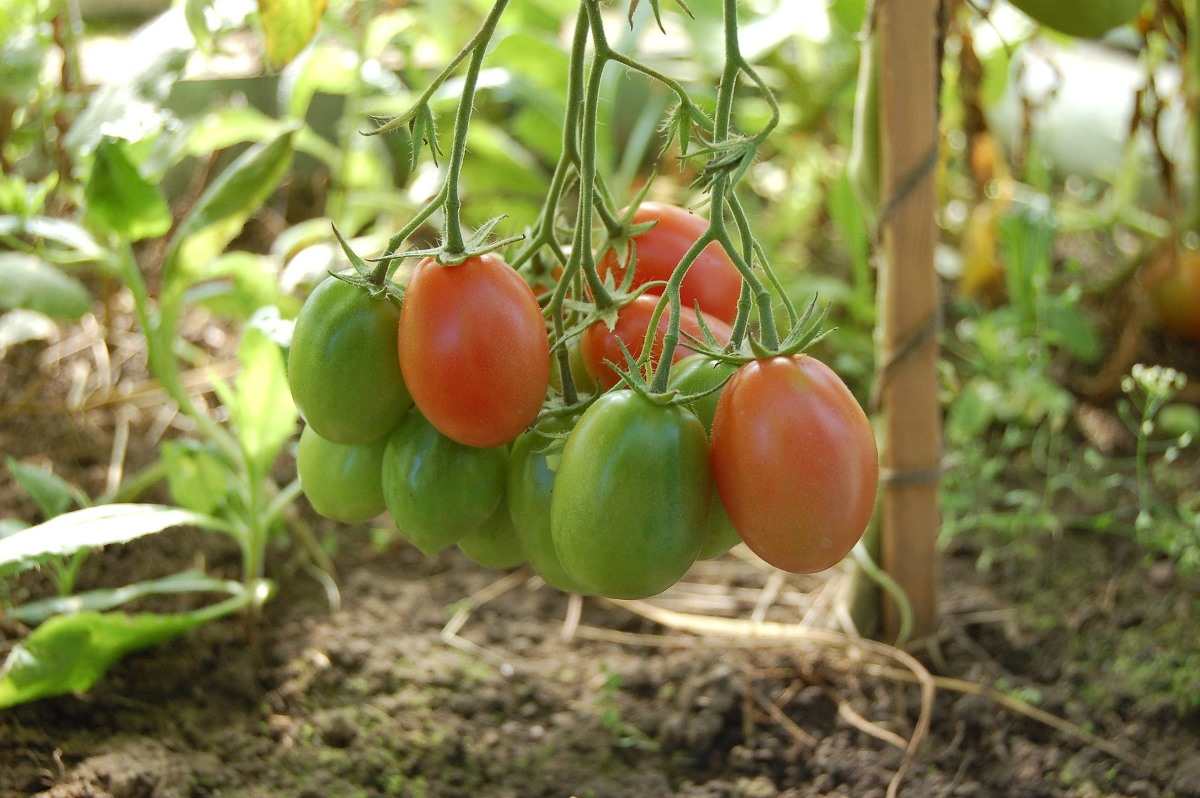 Growing Tomatoes in Greenhouse