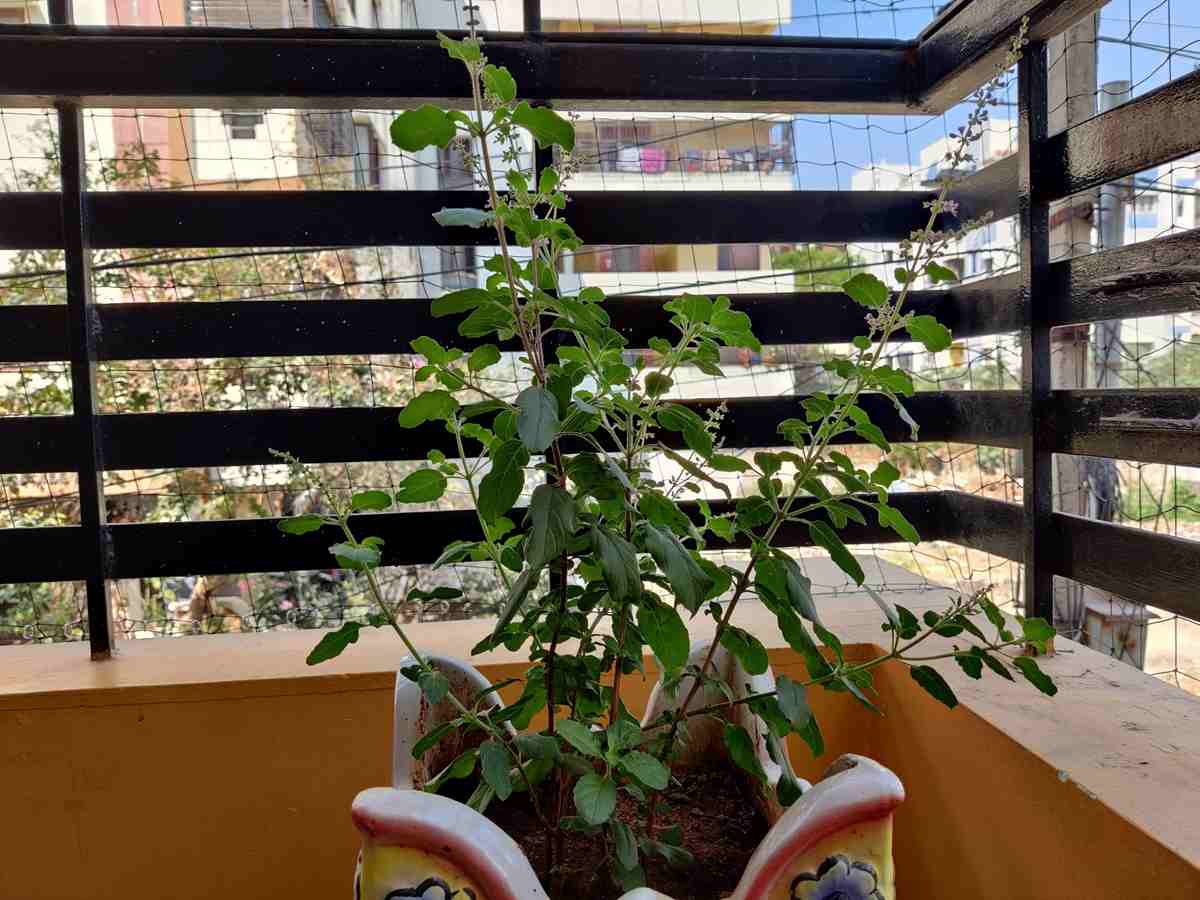 Growing Tulsi in a Pot.