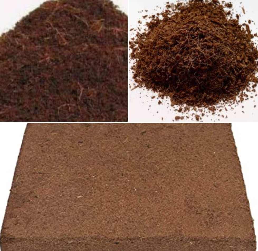 Coco Peat for Garden Plants