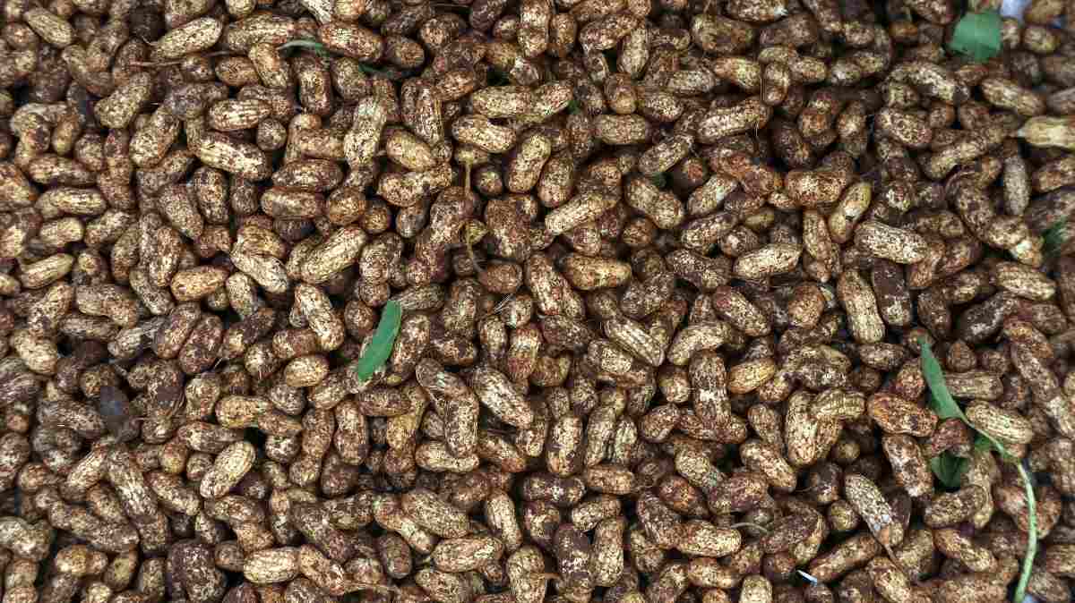 Harvested Peanuts