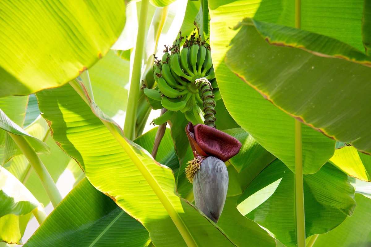 Guide for Growing Banana Plants in Backyard
