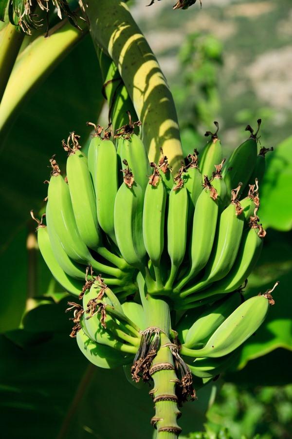 Caring Tips for Growing Banana Plants in Backyard