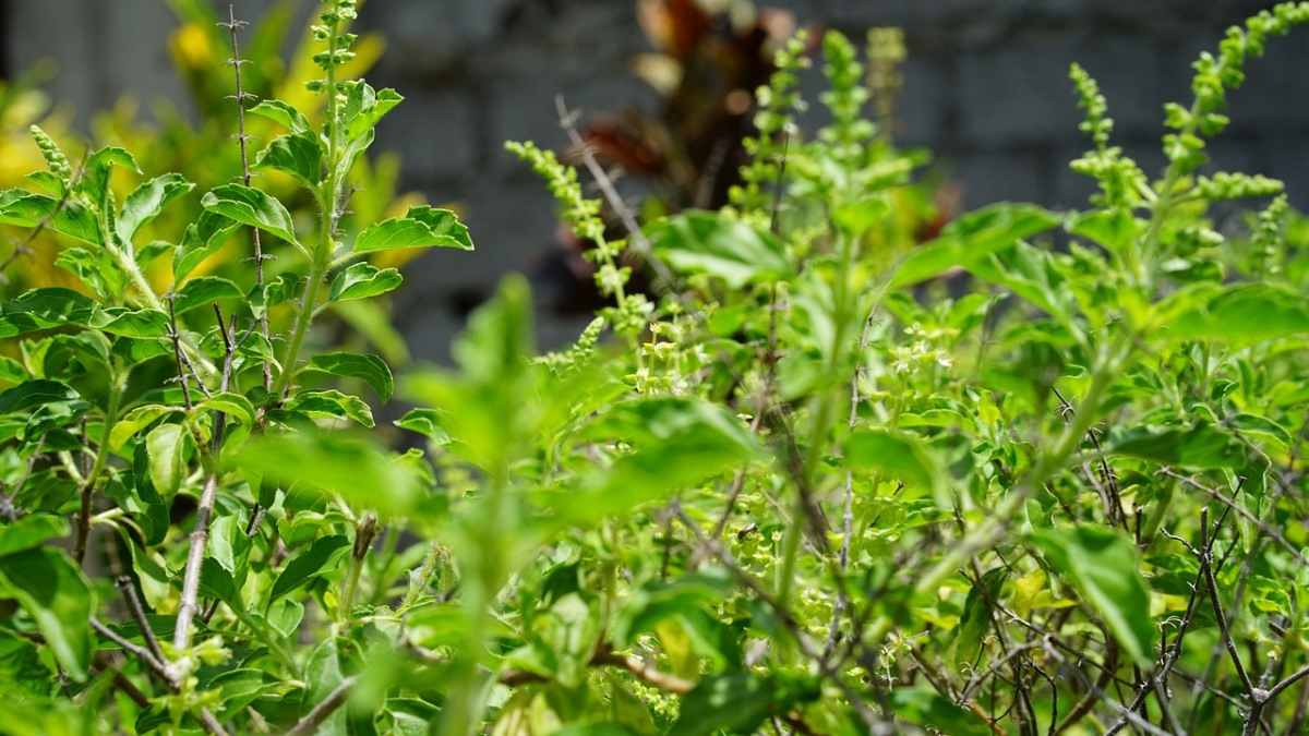 Temperature Requirement for Growing Tulsi