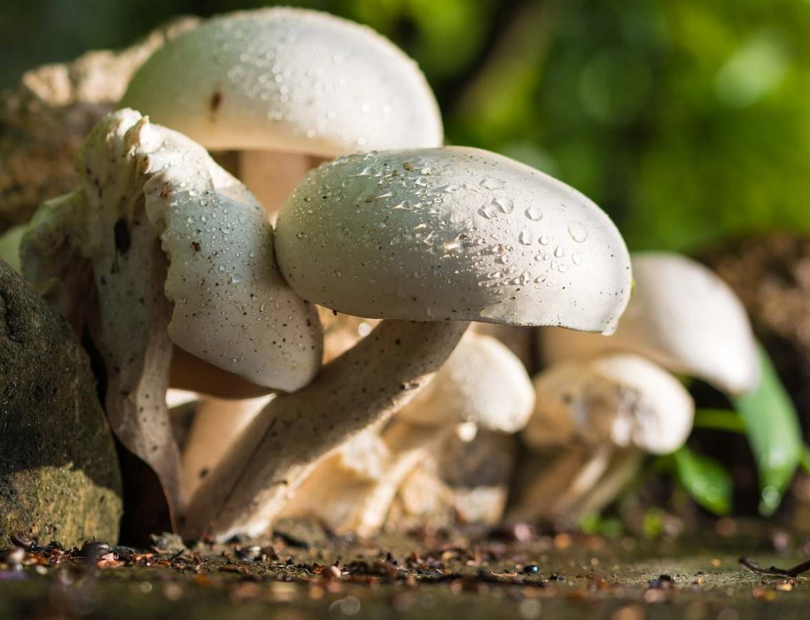 Guide for Growing Mushrooms Organically 