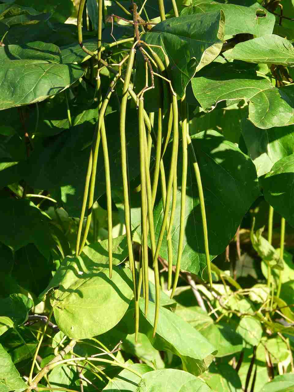 Guide for Growing Pole Beans