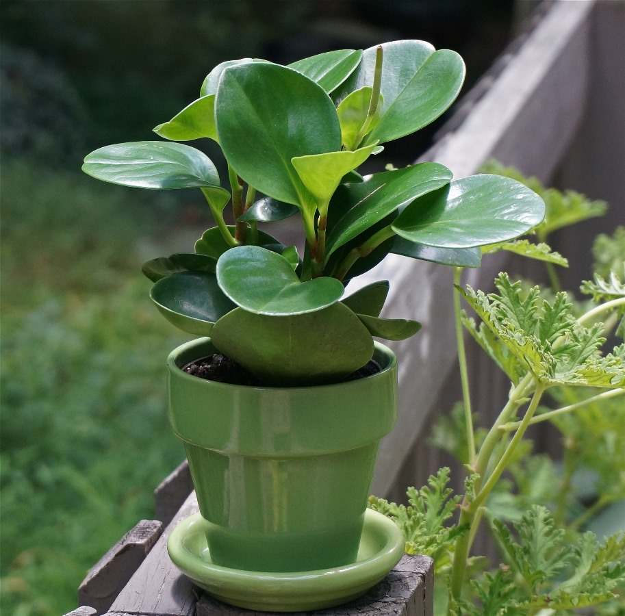 How to Re pot Peperomia Plants