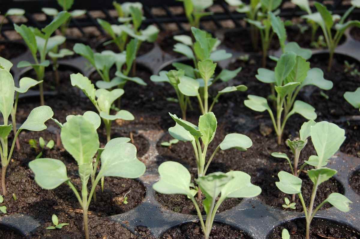 Healthy Cabbage Seedlings