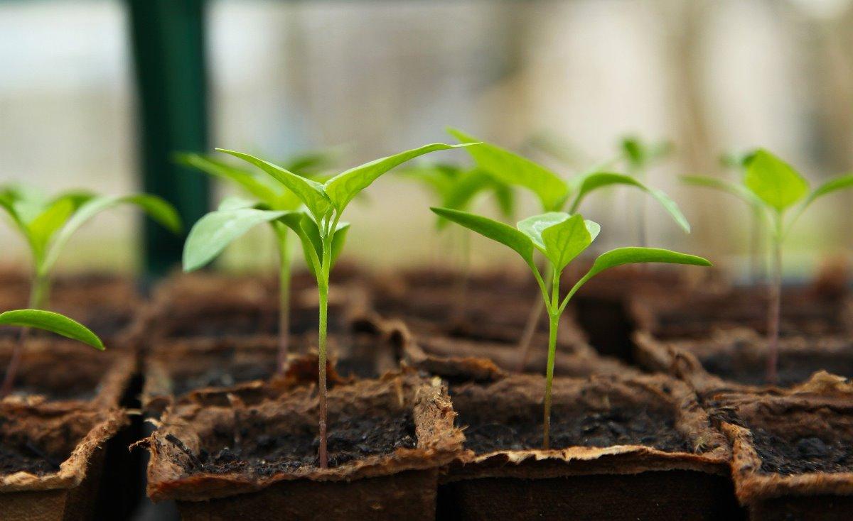 Plant Seedlings 