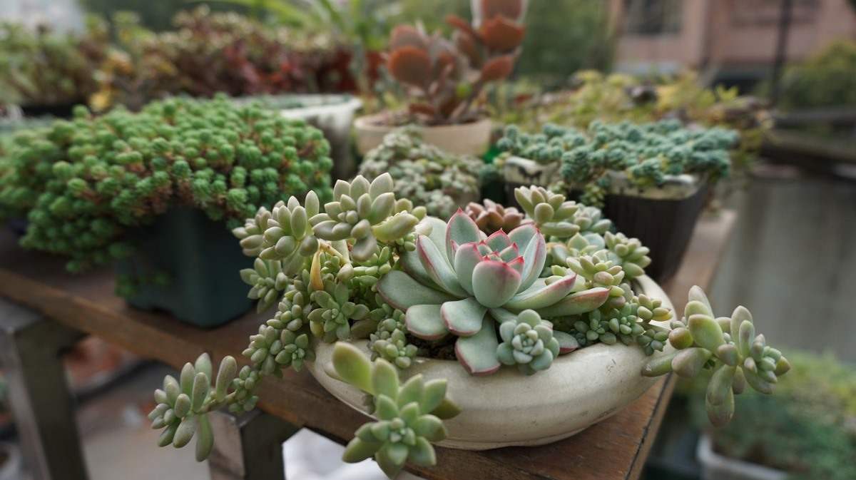 Guide for Growing Succulents 