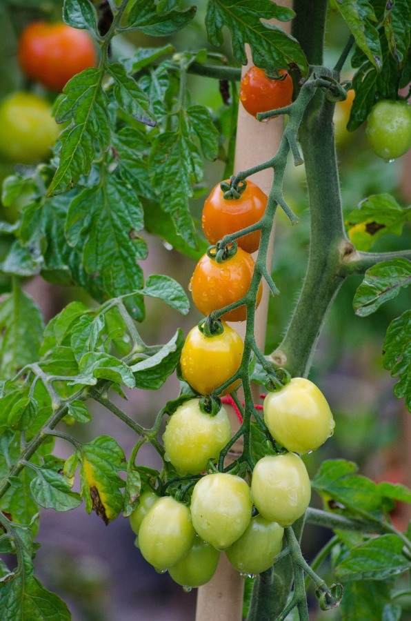 A healthy tomato plant 
