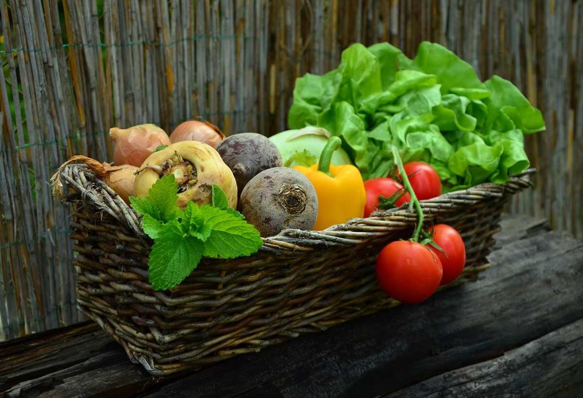 Growing Organic Vegetables At Home - Planting Guide | Gardening Tips