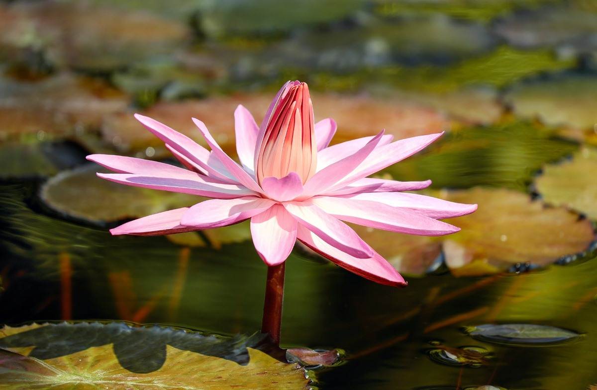 Questions about Growing Water Lilies