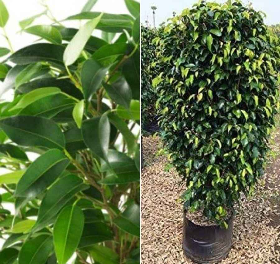 Questions about Growing Ficus Plants