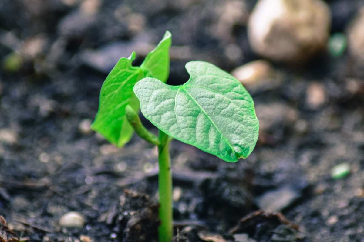 Planting Tips for Growing Beans