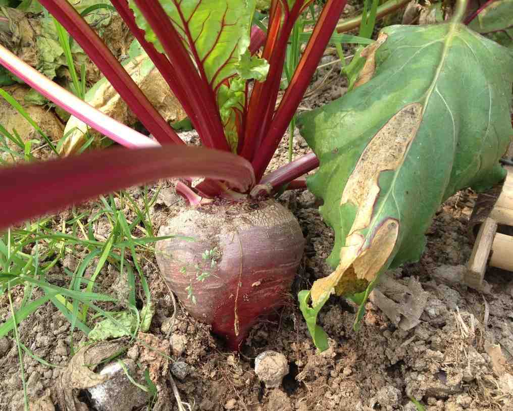 Guide to Growing Beets Organically