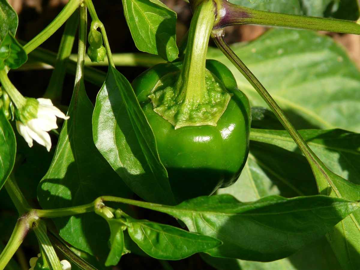 Bell Pepper Plant 
