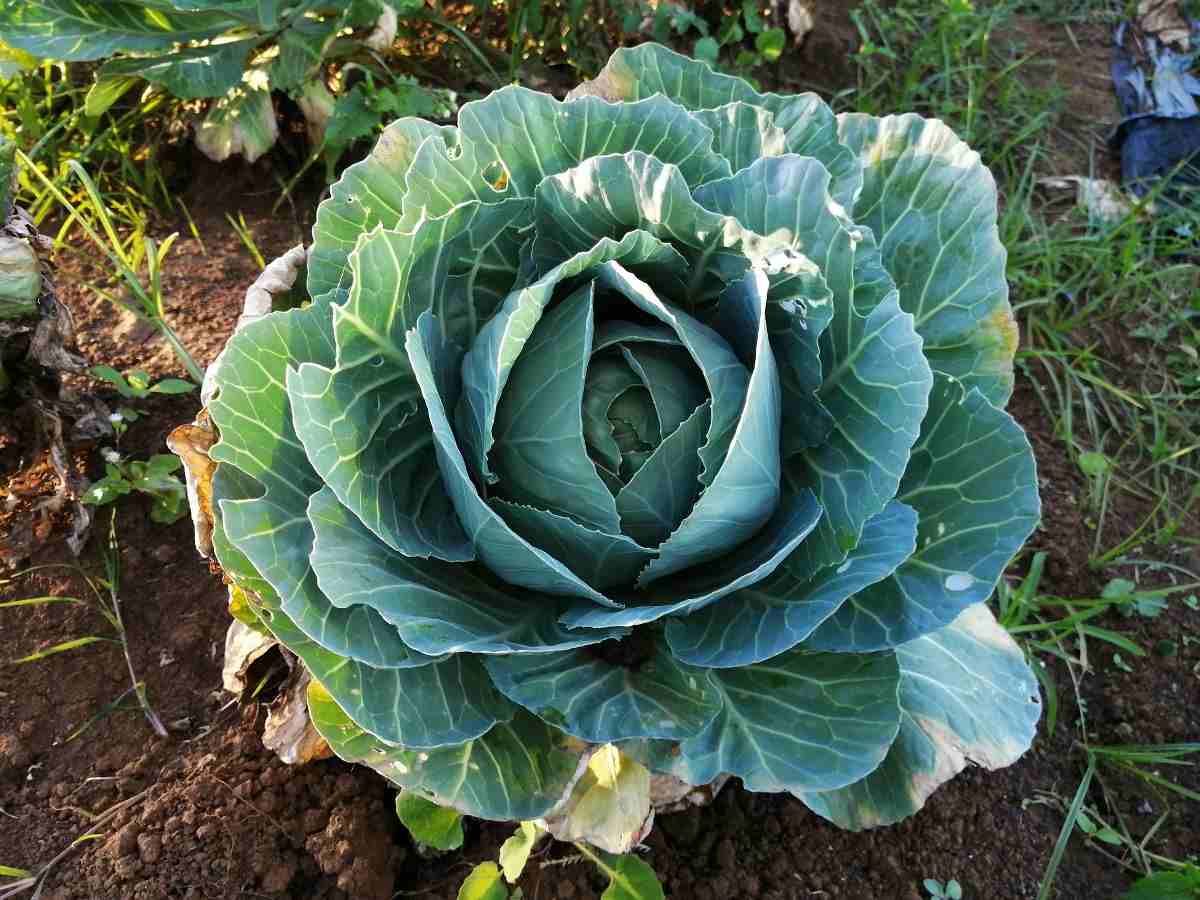 Cabbage Plant