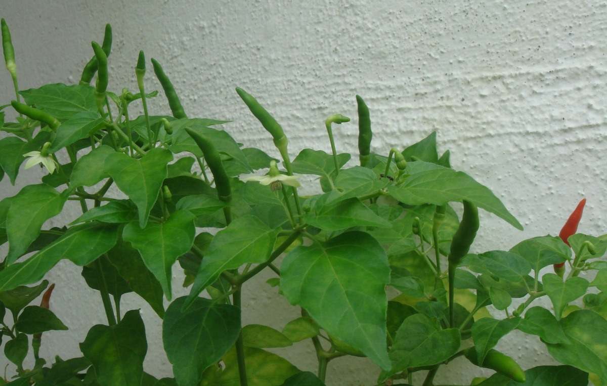 Guide for Green Chilli Growing