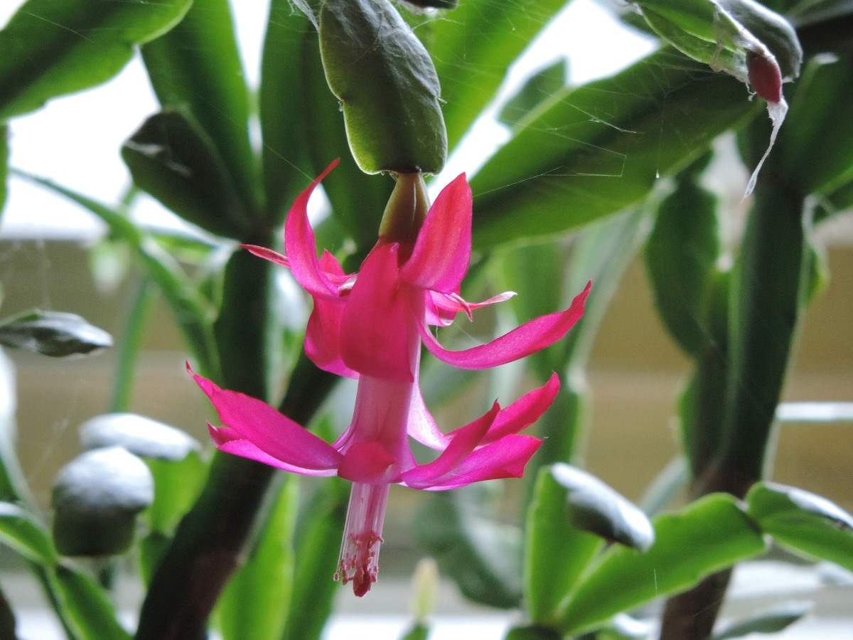 Questions about Growing Christmas Cactus