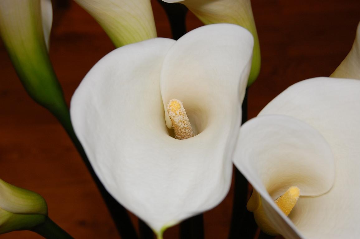 Guide for Growing Peace Lily Plant