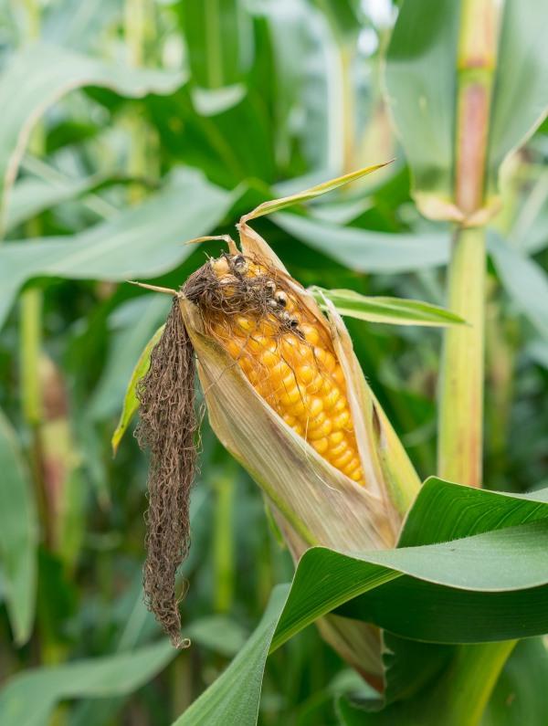 Planting Guide for Growing Sweet Corn