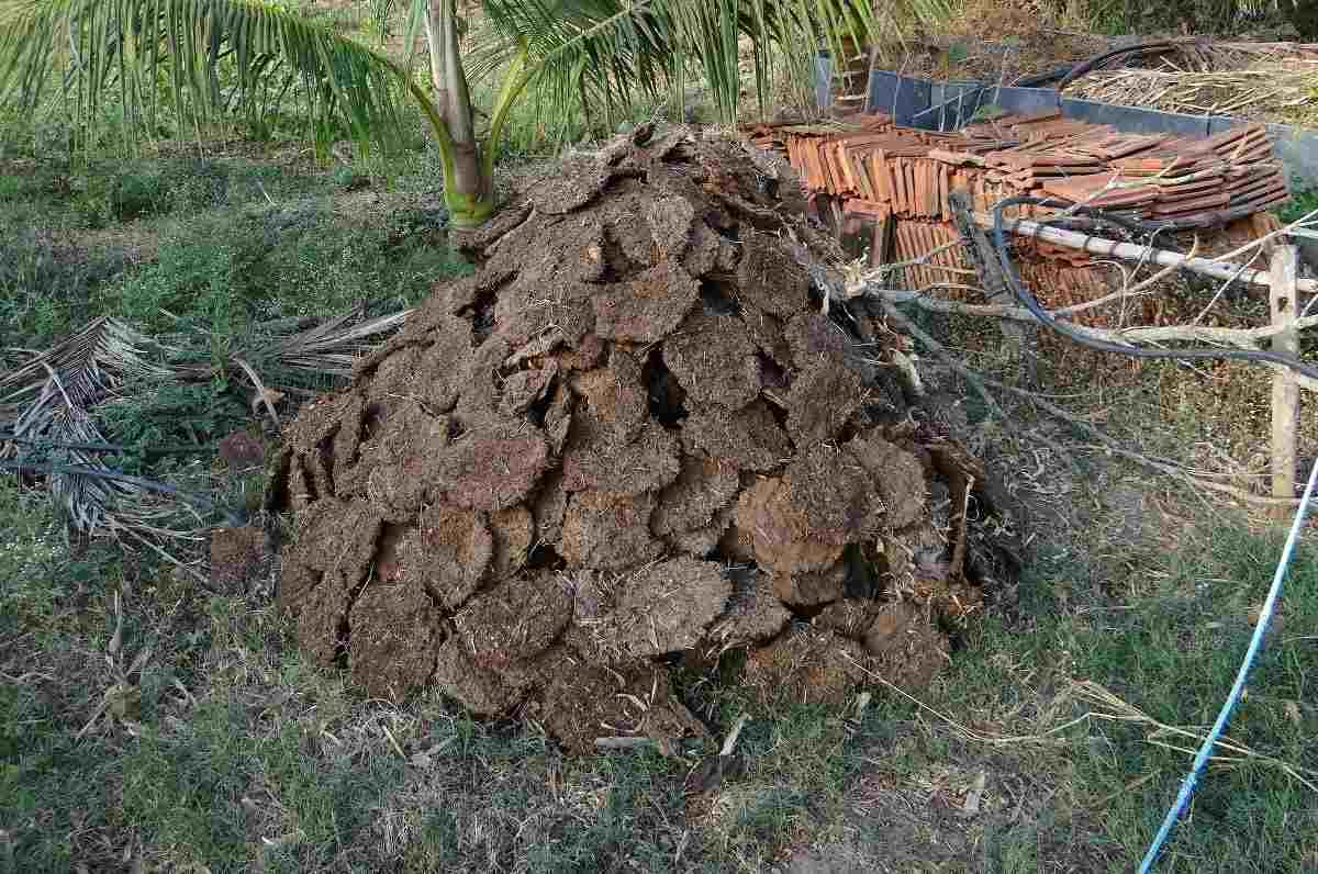 Making Compost from Cow Dung Cakes