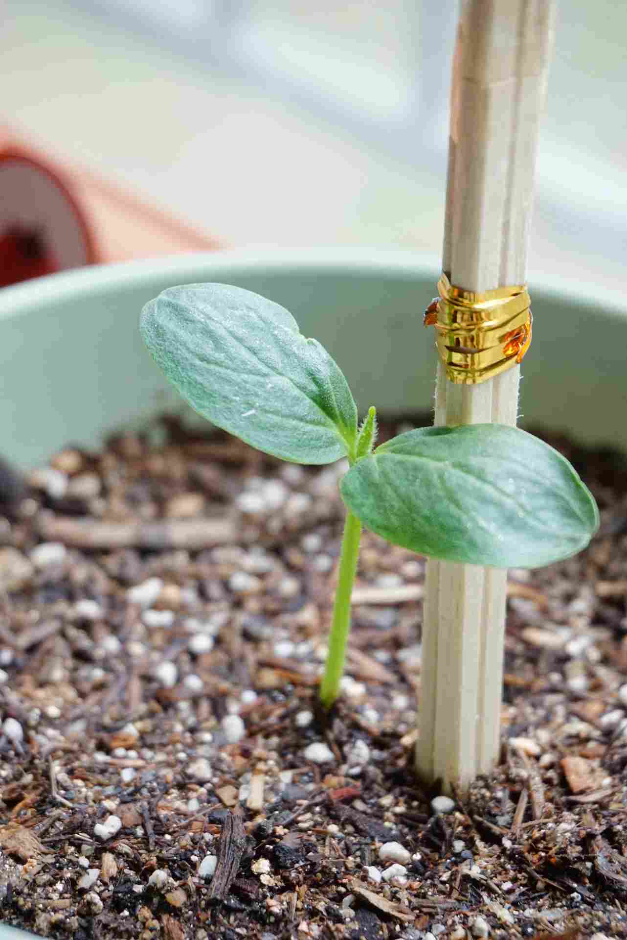Tips for Growing Cucumbers in Containers 
