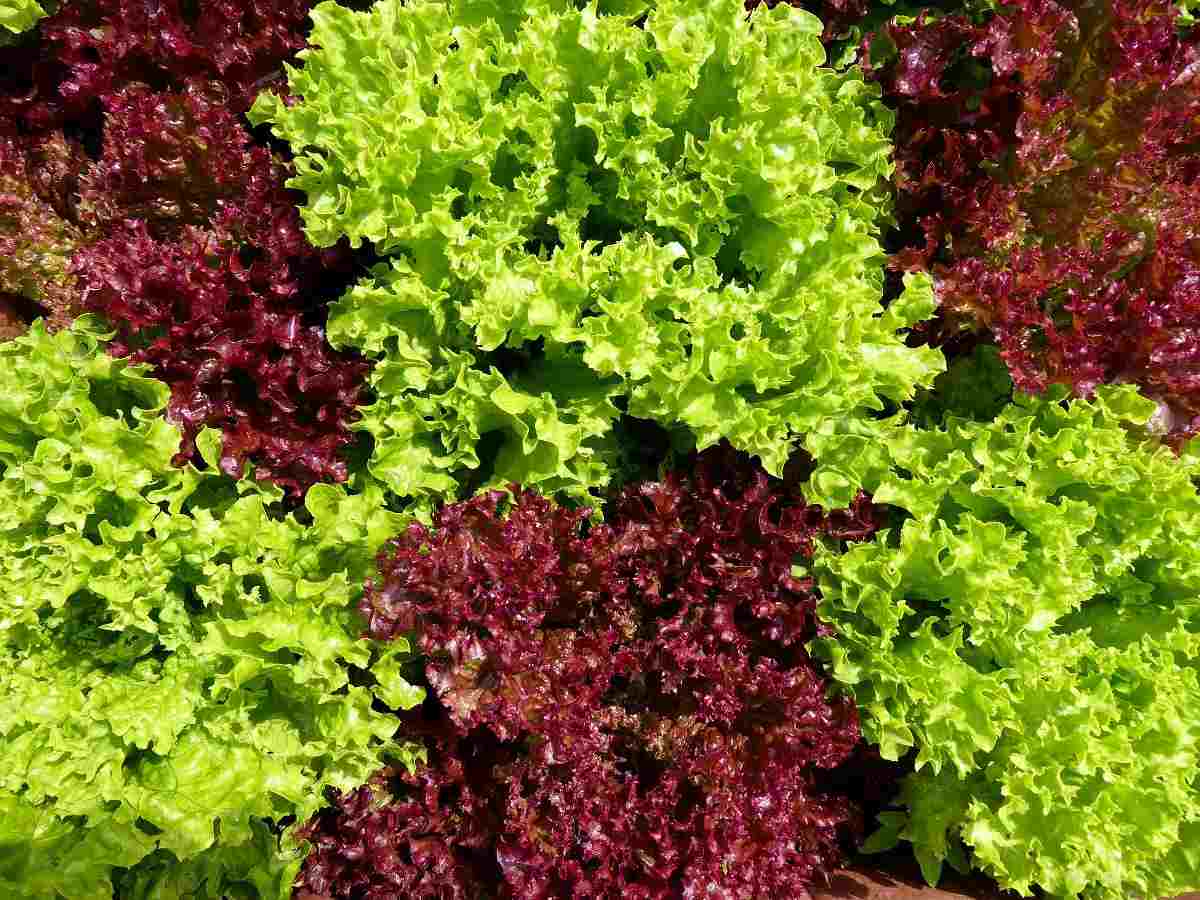 Guide for Growing Lettuce Indoors