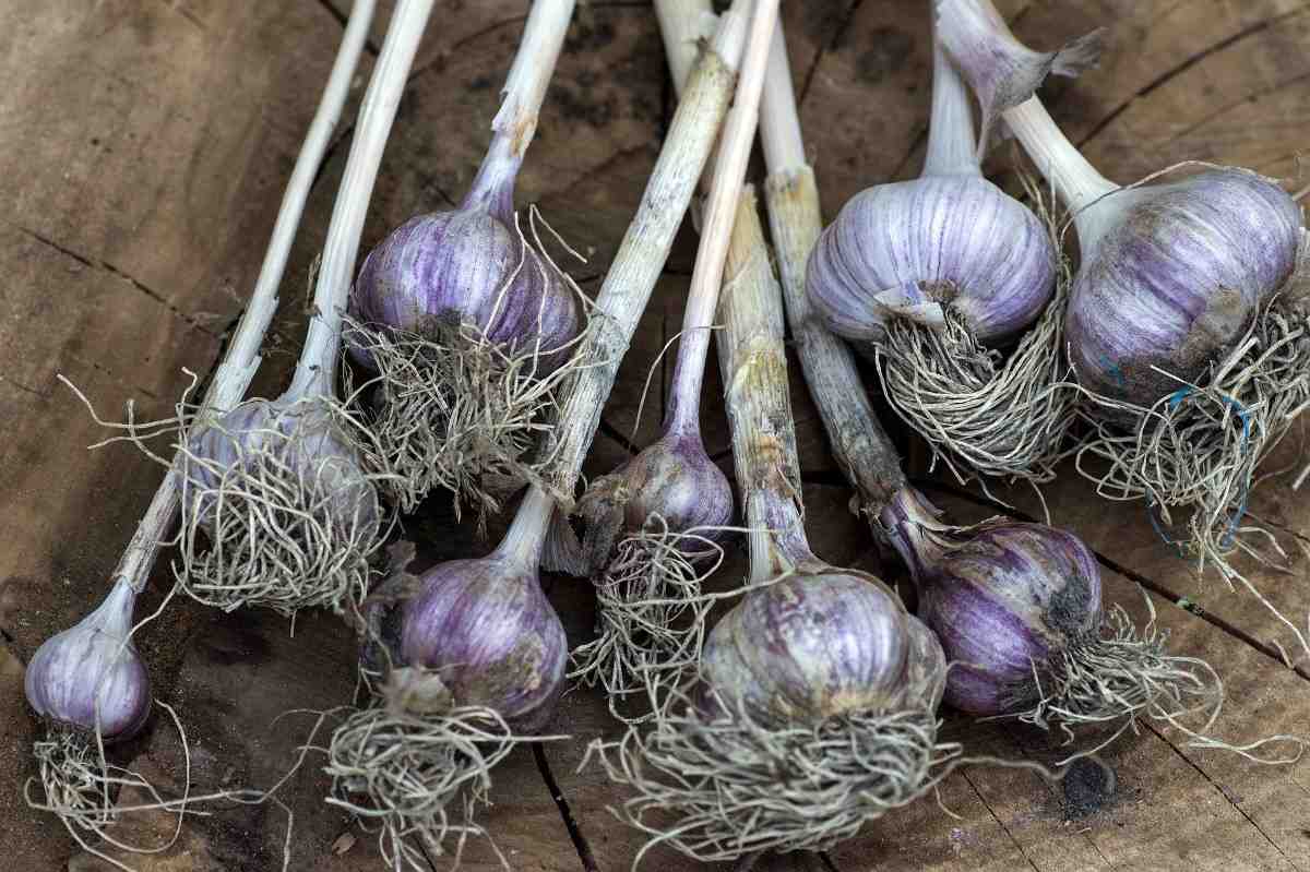 Garlic Harvesting Tips