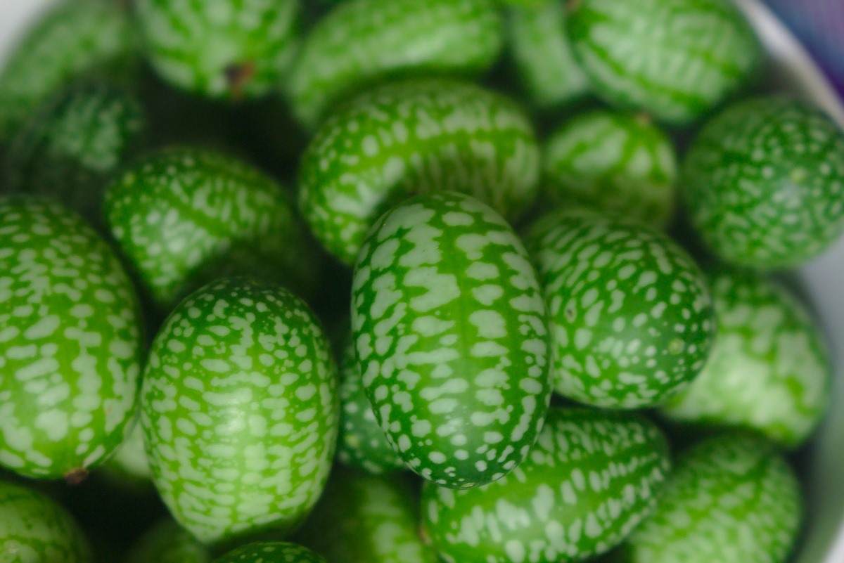 Top 4 Tips for Growing Cucamelons