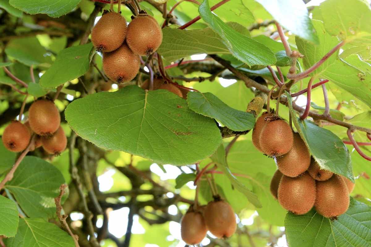 Guide for Growing Kiwifruit 