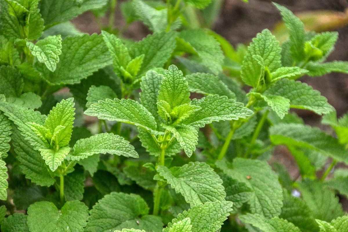 Guide for Growing Lemon Balm at Home