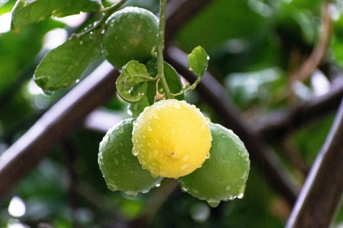 Harvest Hydroponic Lemons 
