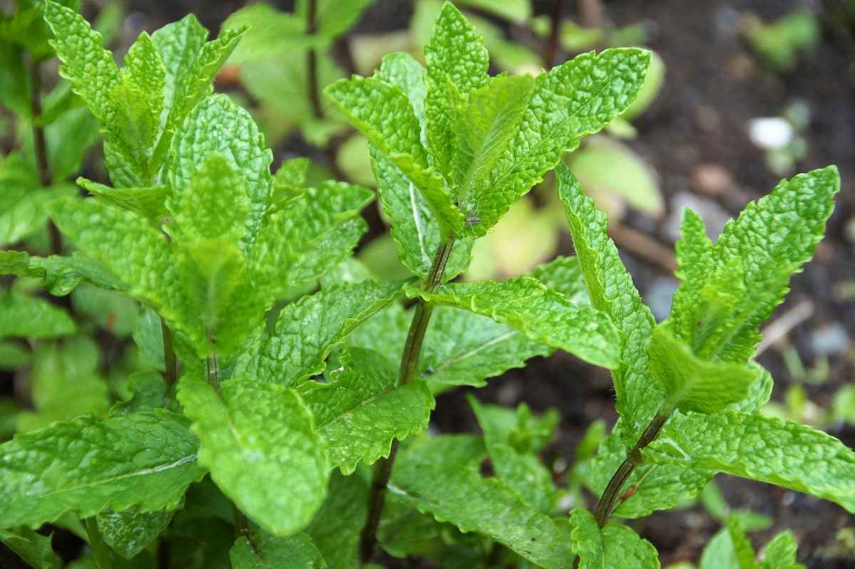 Planting Guide for Mint