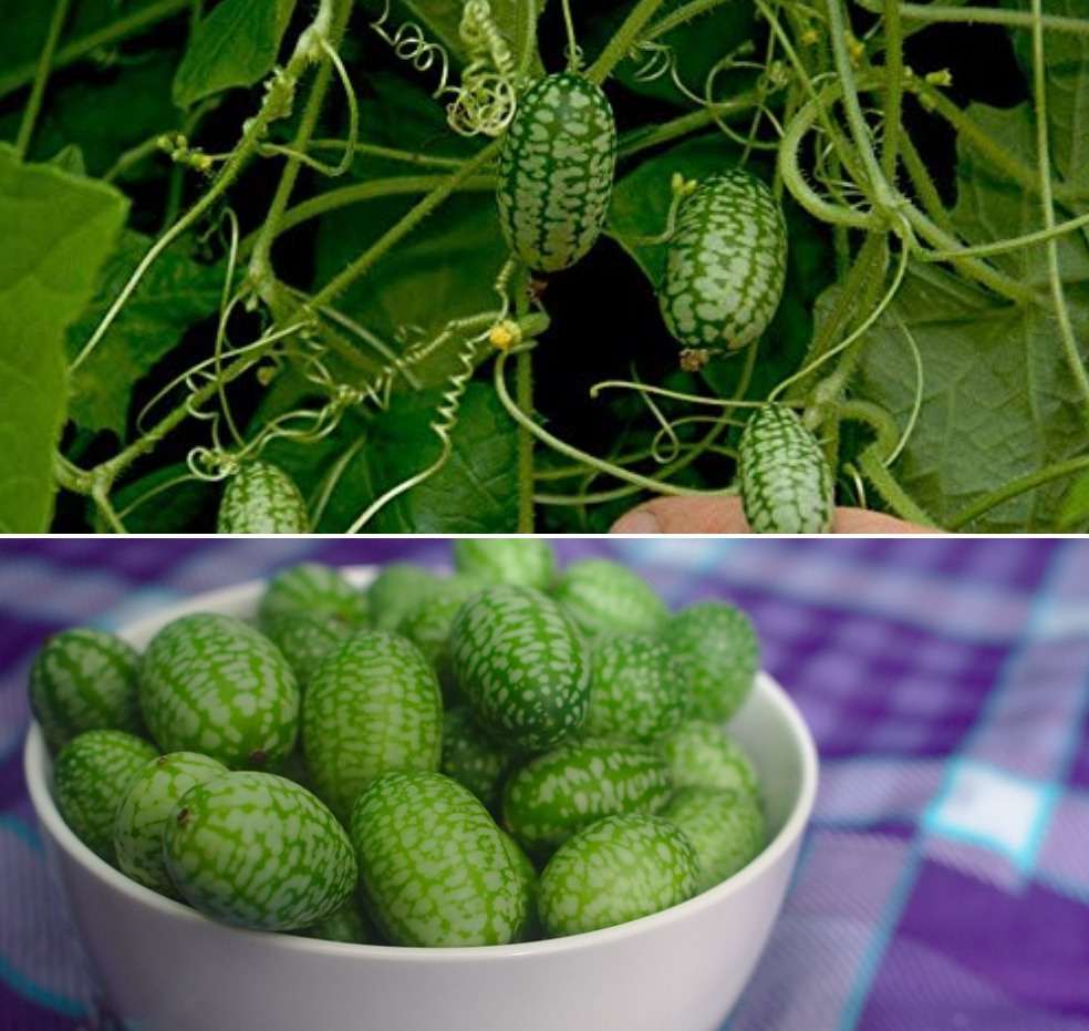 Step-by-Step Planting Guide for Growing Cucamelons
