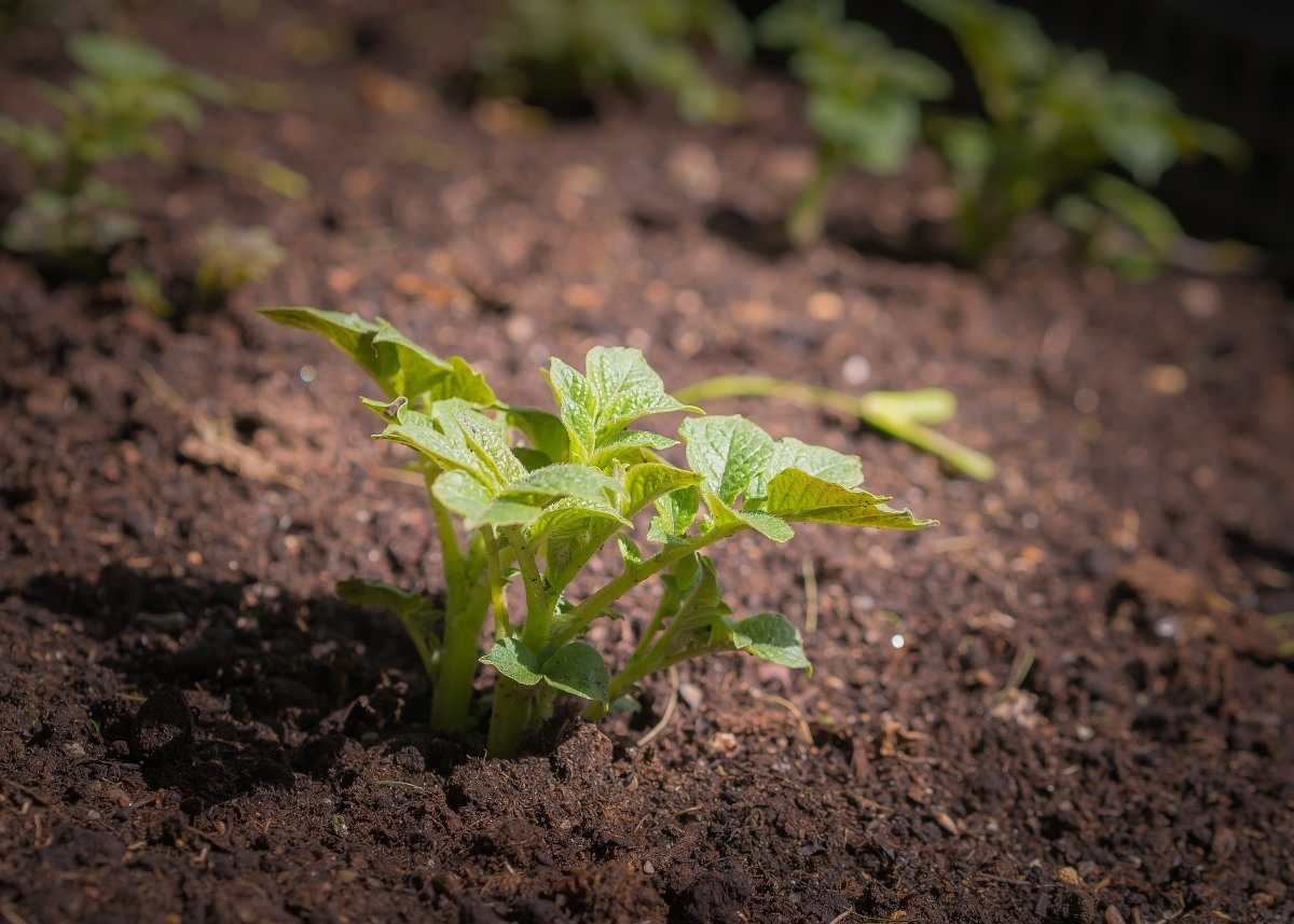 Organic Potato Growing Tips