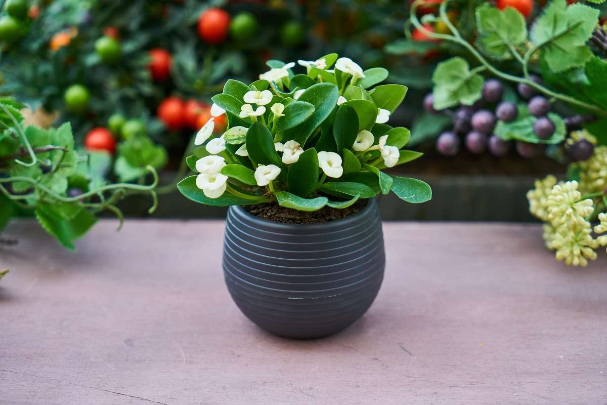 Guide for Growing Potted Flower Plants