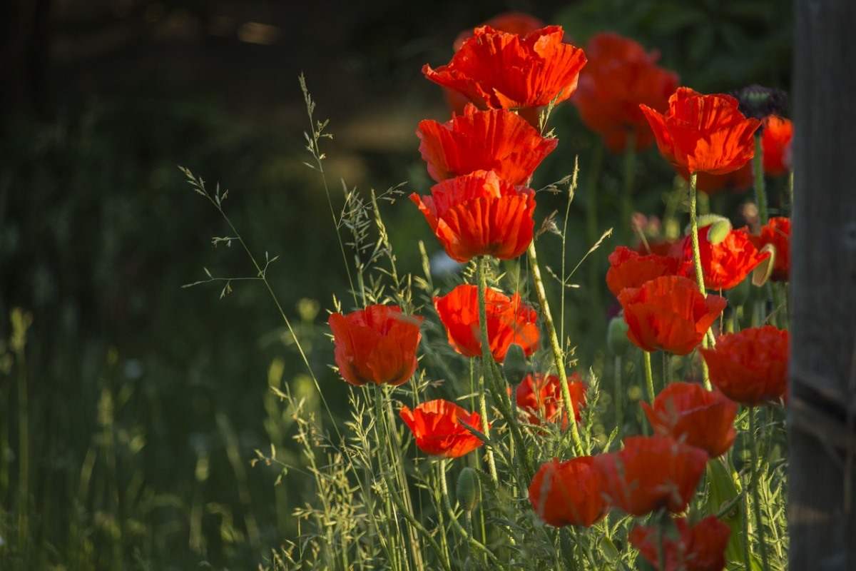 Questions about Growing Poppies