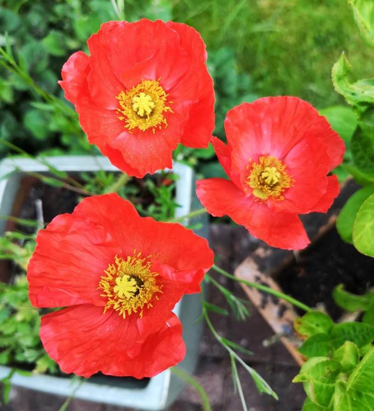 Guide to Growing Poppies in Pots 