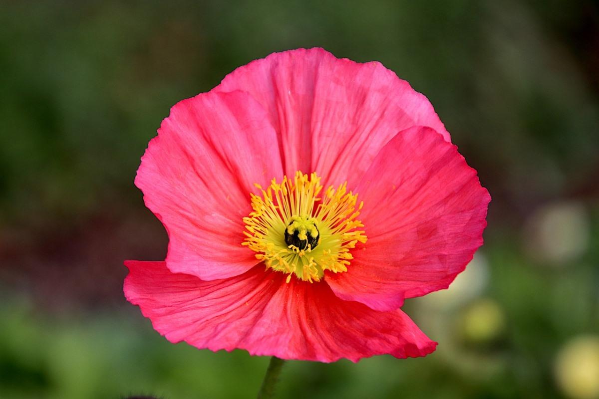 Growing Conditions for Poppy Flowers