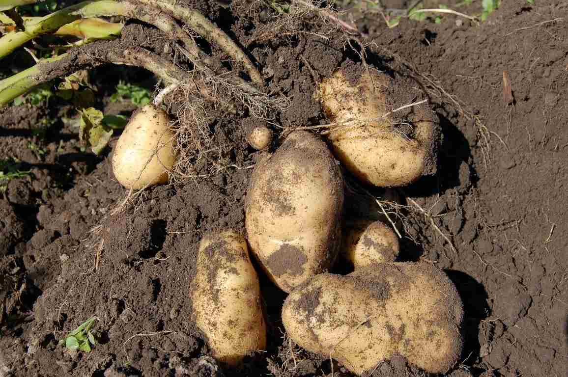 Potato Growing Secrets 