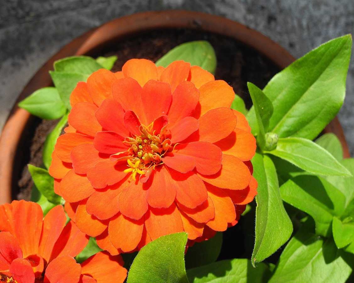 Create Right Environment for Growing Potted Flowers