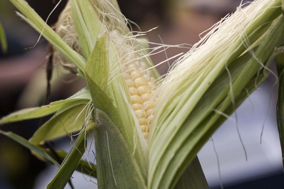 Tips for Growing Sweet Corn 