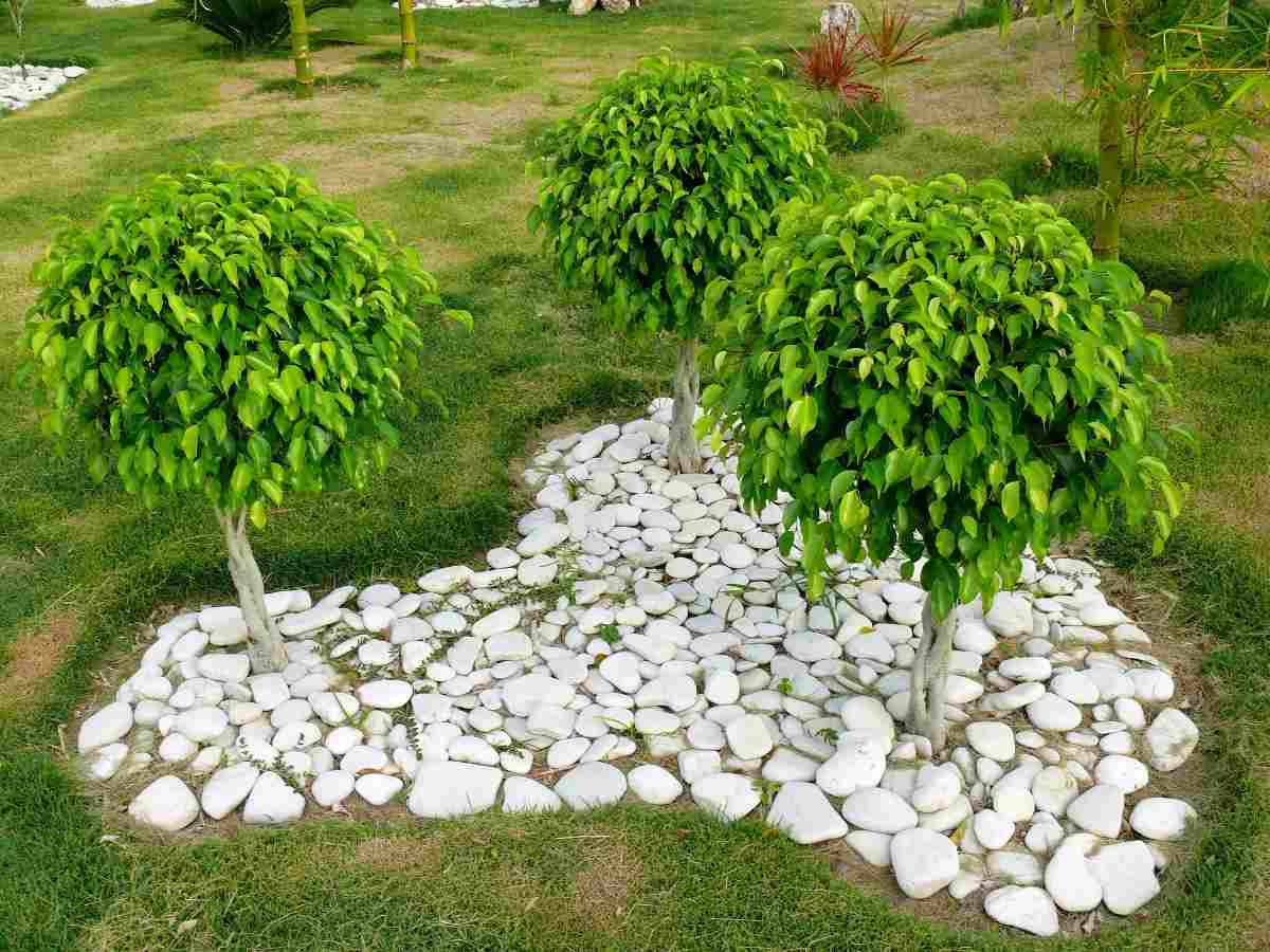 Guide for Growing Ficus Plants 
