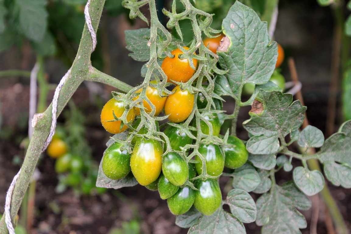 Tomato Growing Tips in the Backyard 