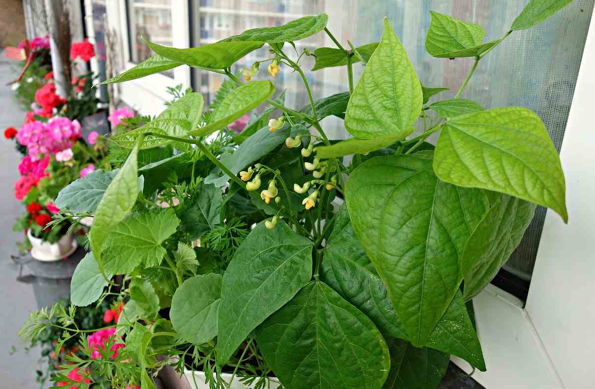 Container Bean Plant 