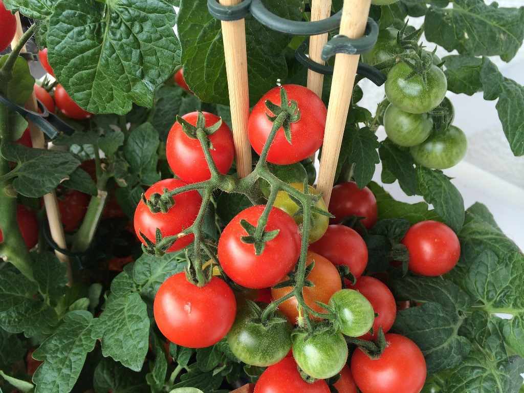 Tomato Growing Secrets