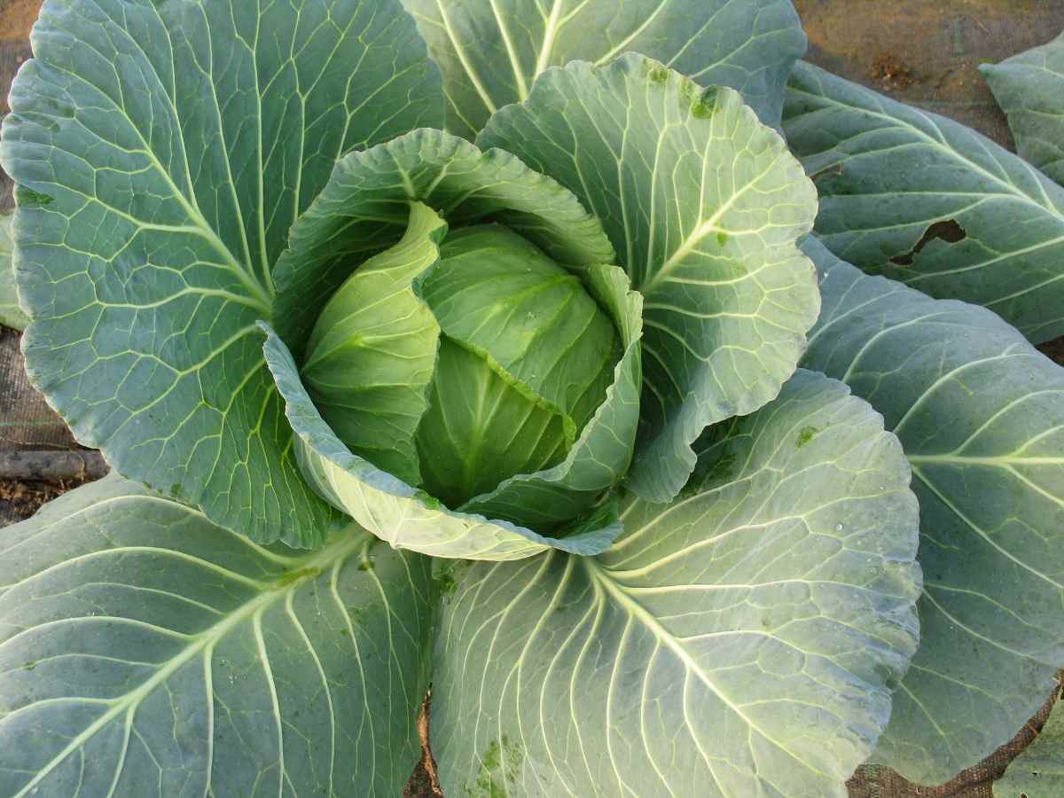 Tips for Growing Cabbage