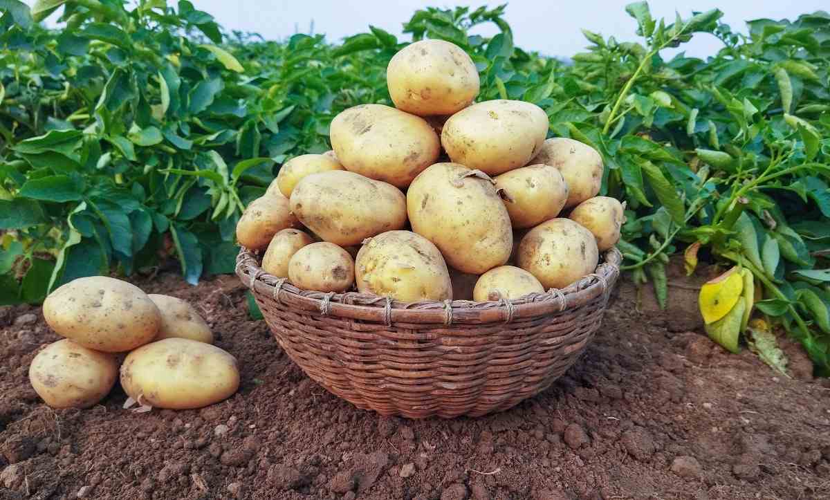 Potato Growing Tips, Ideas